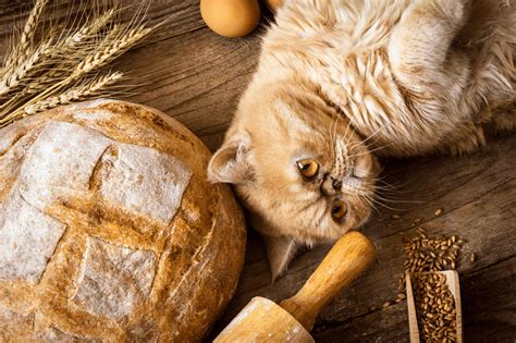 Czy Koty Mogą Jeść Chleb?